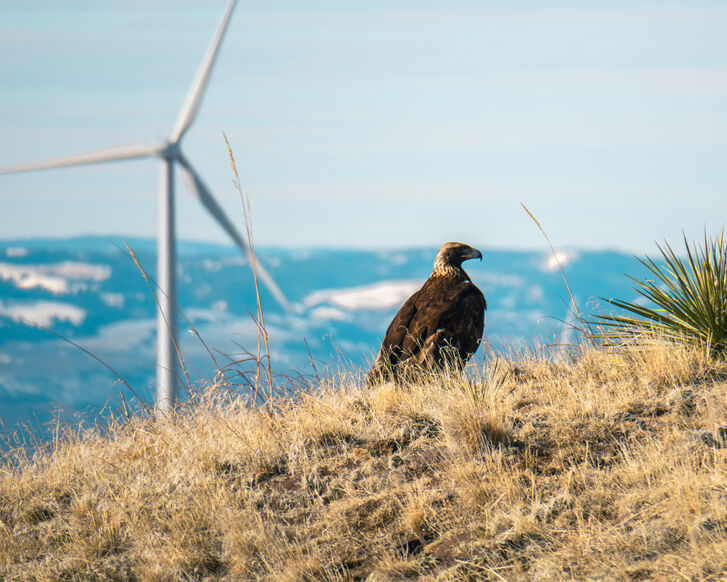Ein brauner Adler sitzt auf trockenem Gras mit einer Windkraftanlage und Bergen im Hintergrund.