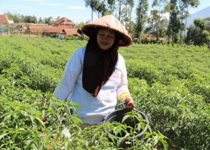 Mehr lesen zu „Insight Mikrofinanz August - Komida, Indonesien“