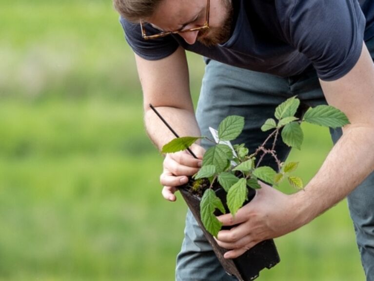 Nachhaltige Geldanlage und Greenwashing erkennen | GLS Investments Mann pflanzt Setzlinge - Nachhaltige Geldanlage und Greenwashing erkennen | GLS Investments