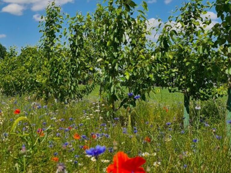 Junge Bäume und Wildblumen wachsen neben einer grünen Wiese unter einem blauen Himmel mit Wolken.