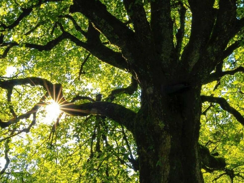 Sonnenlicht, das durch die Äste und grünen Blätter eines großen Baumes scheint.