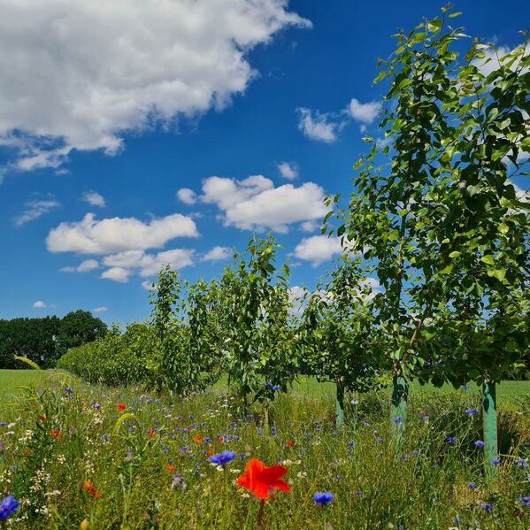 Junge, in einer Reihe gepflanzte Bäume mit Wildblumen unter einem blauen Himmel mit Wolken.