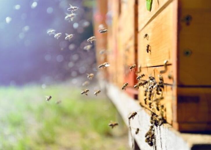 Honigbienen, die in der Nähe von hölzernen Bienenstöcken fliegen und auf diesen landen, draußen im Sonnenlicht.
