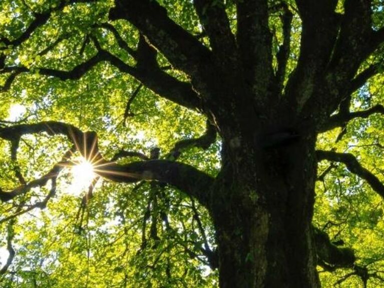 Nachhaltige Publikumsfonds | GLS Investments